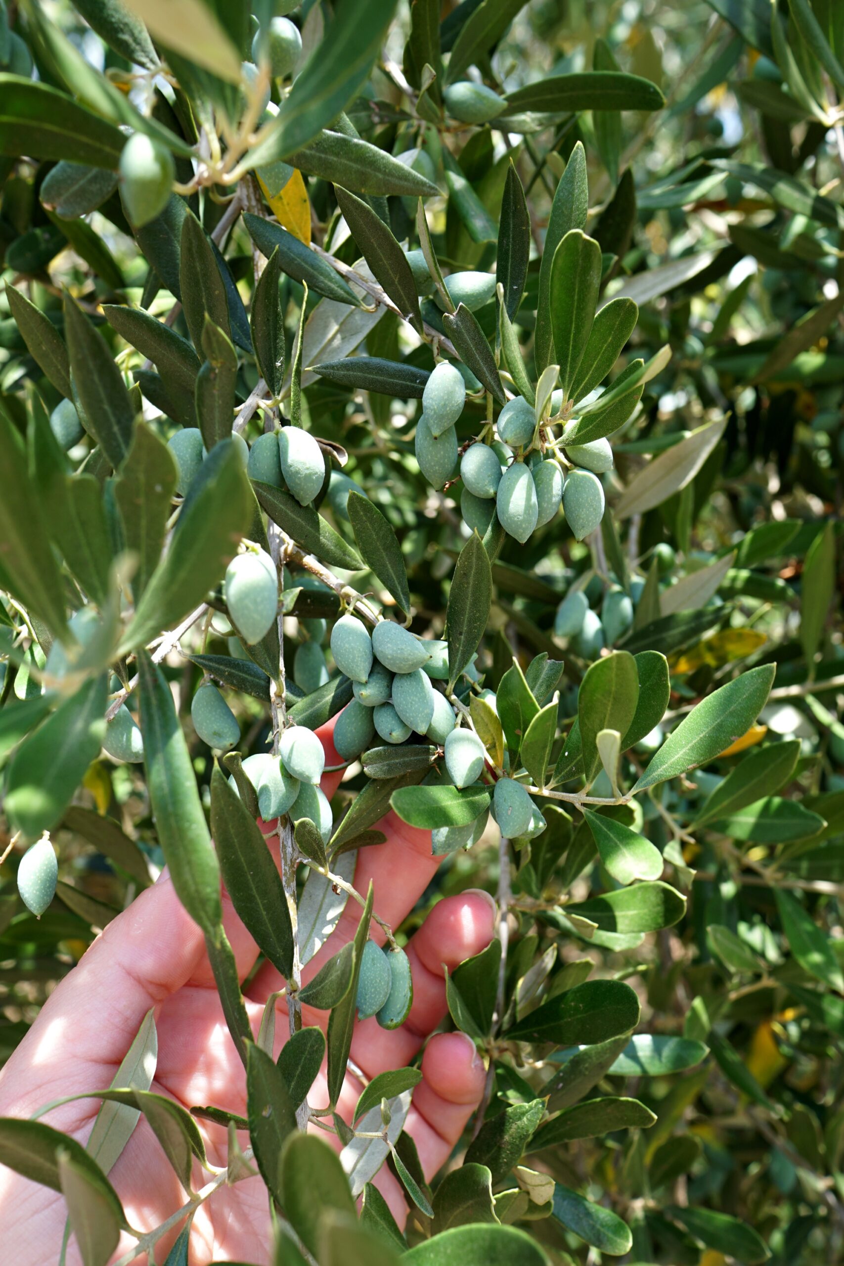Mano che raccoglie le olive direttamente dalla pianta